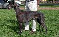 Greyhound