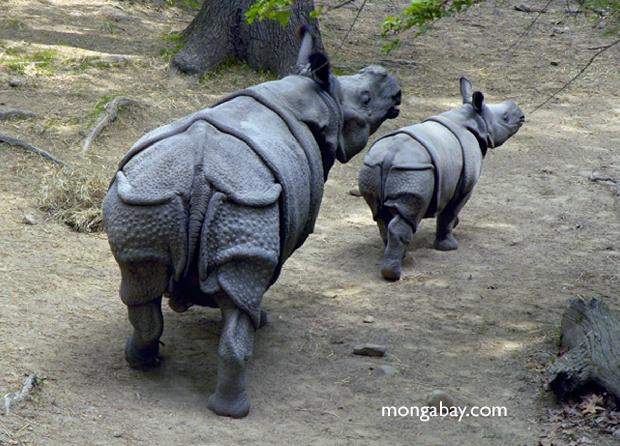 Rinoceronte de Sumatra