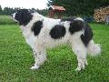 Cão de montanha dos Pirinéus