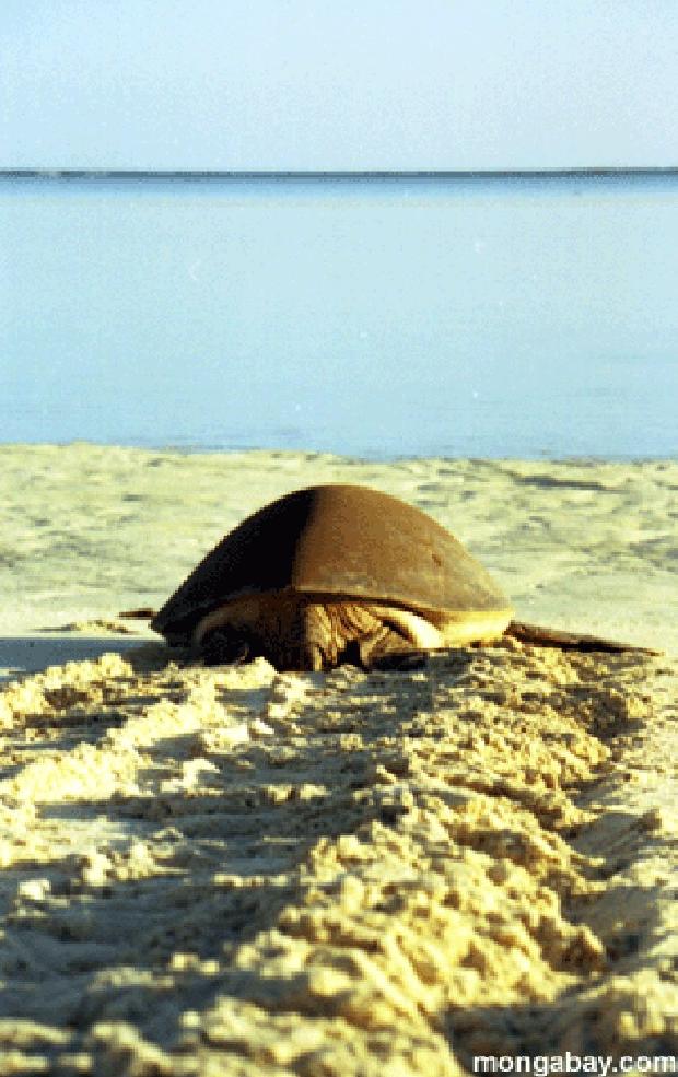 Tartaruga