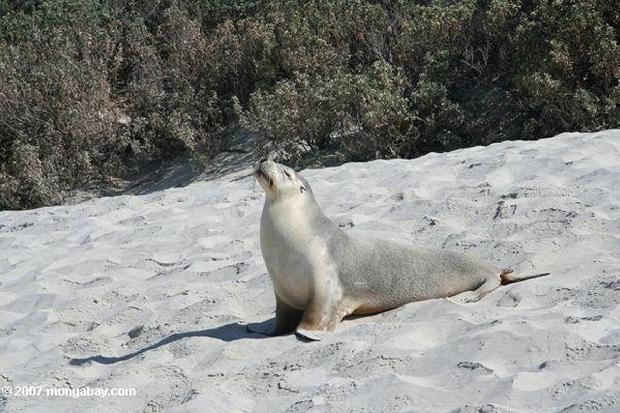 Leão Marinho Australiano