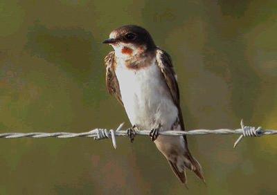 Andorinha-das-chaminés