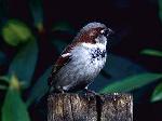 Aves