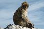 Macaco-de-Gibraltar