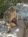 Macacos-de-Gibraltar