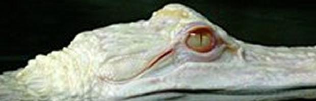 Albino
