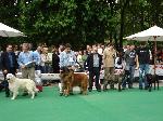 Cães