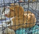 Cães