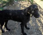 Cães