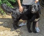 Cães