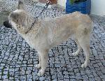 Cães