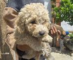 Cães