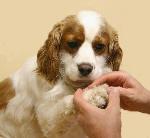 Cães