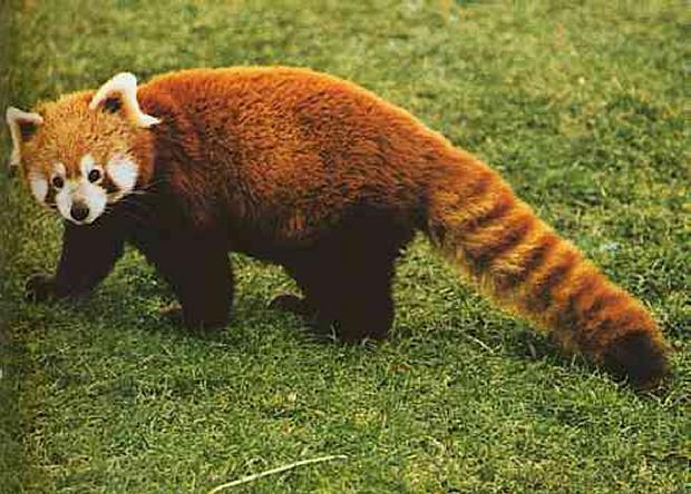 Panda-vermelho
