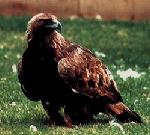 Aves