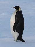 Pinguim-de-magalhães