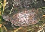 Cágado <i>(Mauremys leprosa)</i>