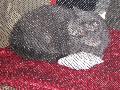 Gato