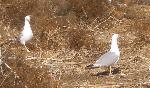 Aves
