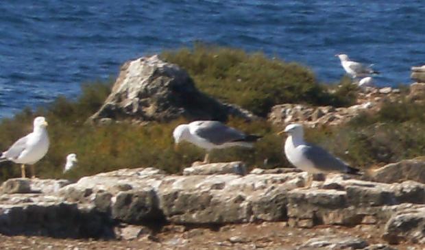 Gaivotas