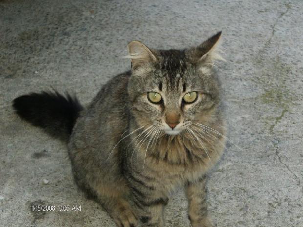 Tigre
