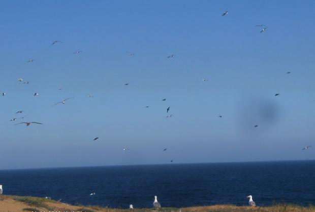 Gaivotas