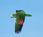 Aves