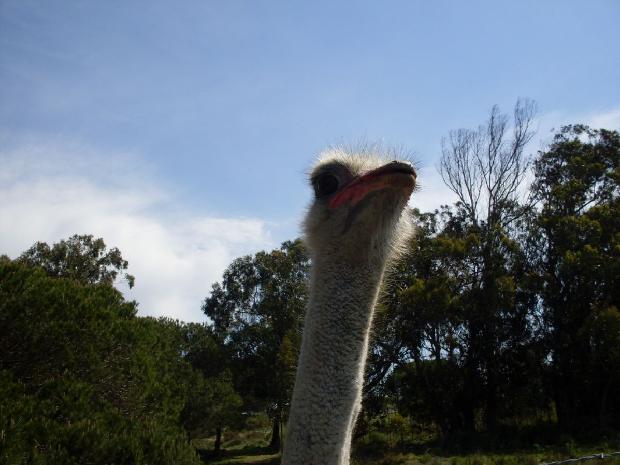 Avestruz
