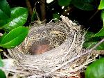 Aves