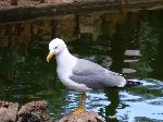 Aves