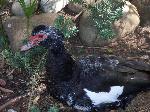 Aves