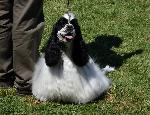 Cães