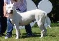 Dogue Argentino