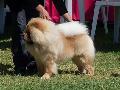 Chow Chow