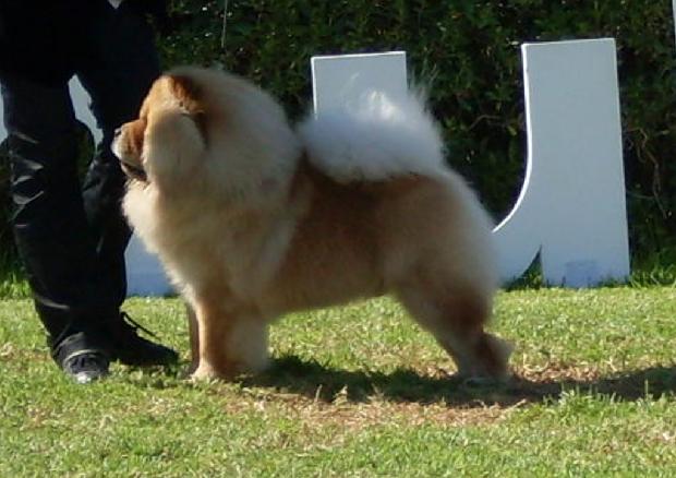 Chow Chow
