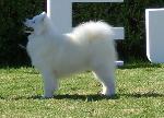 Cães
