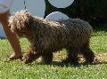 Cão de Água Espanhol