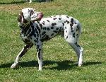 Cães