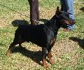 Doberman