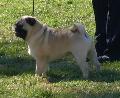 Pug