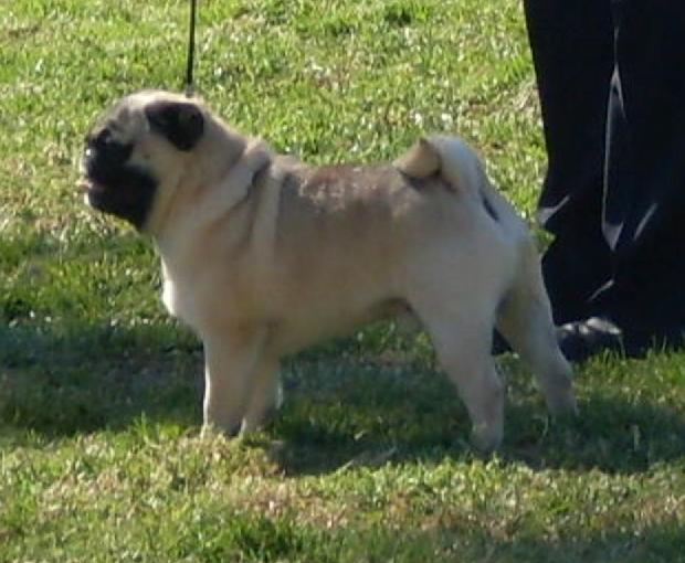 Pug