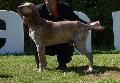 Braco Italiano