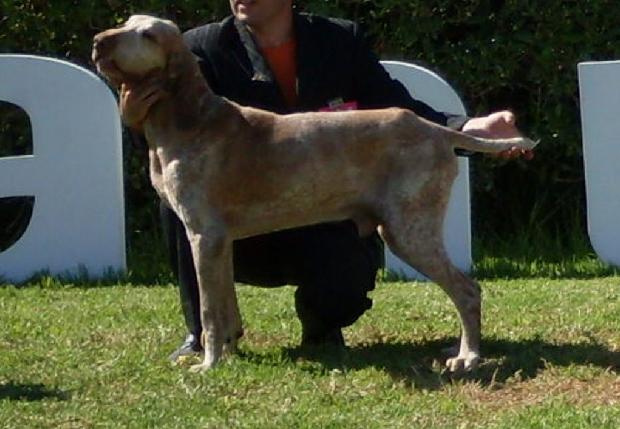 Braco Italiano