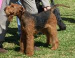 Cães
