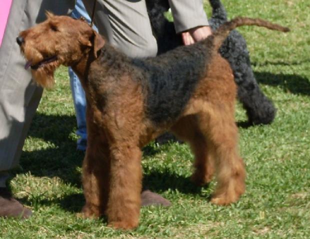 Airedale Terrier