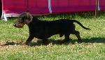 Cães