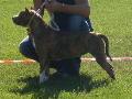 Dogue Canário