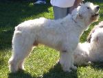 Cães