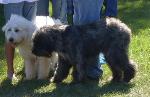 Cão Barbado da Terceira