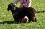 Cães
